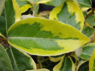 Blatt von Elaeagnus ebbingei Gílt Edge