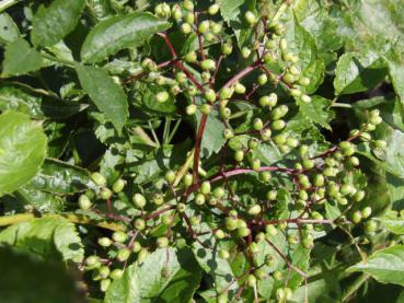 Sambucus nigra Alba - Vitfläder