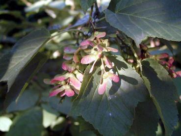 Amerikanischer Streifenahorn - Acer pensylvanicum