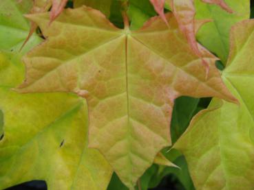 Acer platanoides Golden Globe - Gulbladig skogslönn Golden Globe