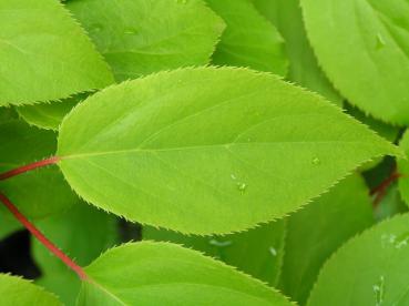 Strahlengriffel Weiki - Actinidia arguta Weiki