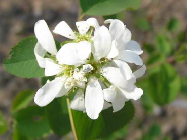 Weiße Blüte von Amelanchier alnifolia var. cusickii