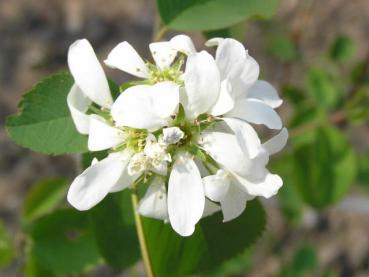 Amelanchier cusickii - Bärhäggmispel Cusicki