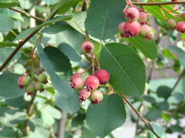 Noch nicht ganz reife Früchte von Amelanchier alnifolia var. cusickii