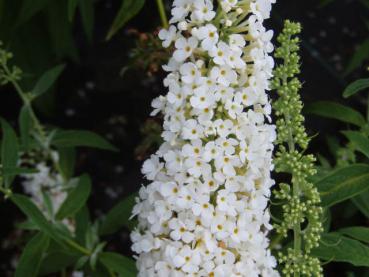 Sommerflieder Dart's Ornamental White - Buddleja Dart's Ornamental White