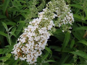 Buddleja White Mrs. Keep - Sommerflieder White Mrs. Keep