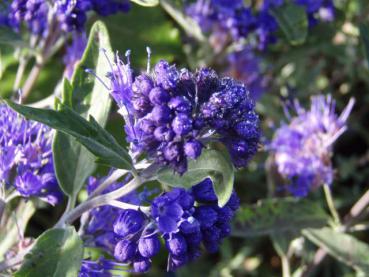 Caryopteris clandonensis Blauer Spatz - Bartblume Blauer Spatz