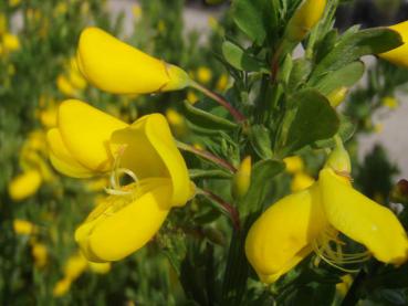 Edelginster Gelber Funke - Cytisus scoparius Gelber Funke