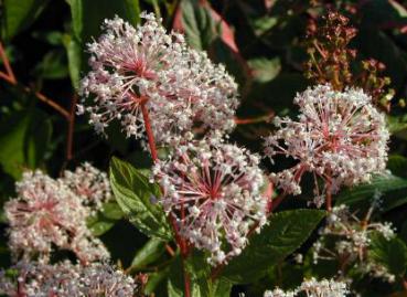 Ceanothus Marie Simon