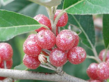 Früchte von Elaeagnus umbellata Serinus
