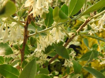 Reiche weiße Blüte - Korallenölweide Serinus