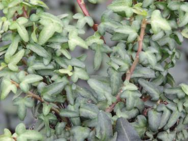 Interessante Blätter von Hedera helix Spetchley