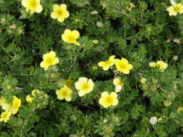 Fingerstrauch Goldteppich - Potentilla fruticosa Goldteppich