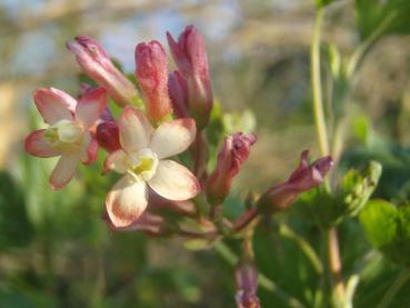 Die rot-gelbe Blüte von Ribes gordonianum