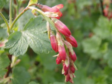 Blütenknospen von Ribes gordonianum