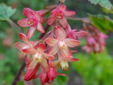 Rotgelbe Blüte von Ribes gordonianum im Detail