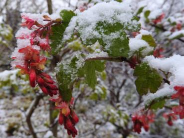 Die frühe rote Blüte der Ribes gordonianum