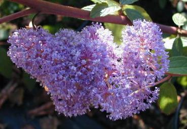 Ceanothus Topaze