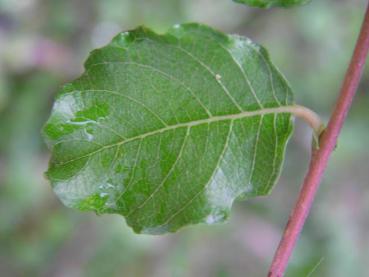 Tarragona-Weide - Salix tarraconensis