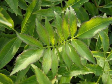 Blauer Holunder - Sambucus caerulea