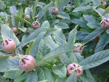 Großfrüchtige Mispel Westerveld - Mespilus germanica Westerveld