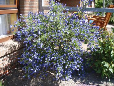 Ceanothus Victoria - Säckelblume Victoria