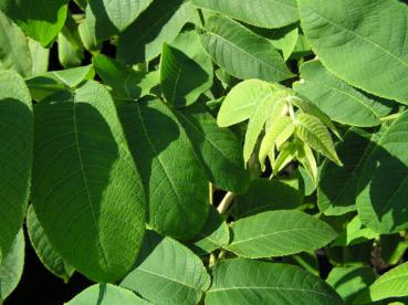 Juglans cinerea - Butternuss