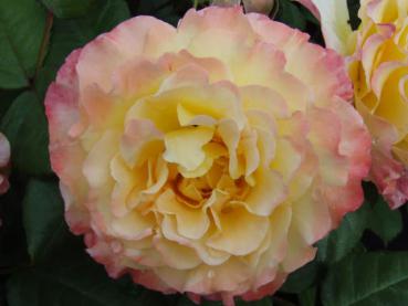 Blüte der Rosensorte Aquarell ®
