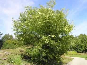 Wuchsform des Zürgelbaums (Celtis australis)