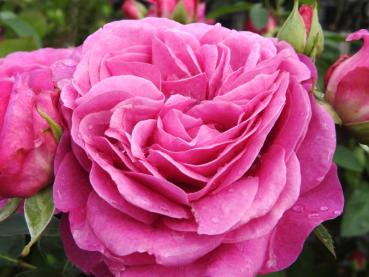 Hübsche Blüte der Heidi Klum Rose ®