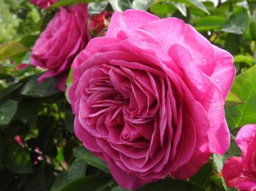 Dicht gefüllte Blüte der Heidi Klum Rose  ®