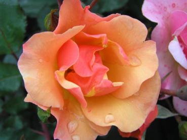 Die Rosensorte Jazz ® in Blüte