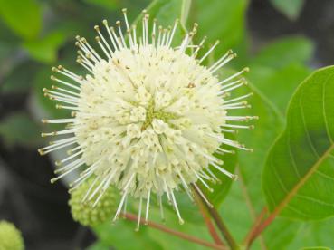 Blüte der Knöpfchenblume