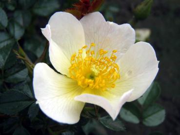 Blüte der Rosensorte Sonnenröschen