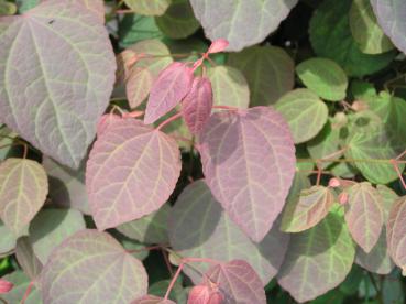 Cercidiphyllum japonicum