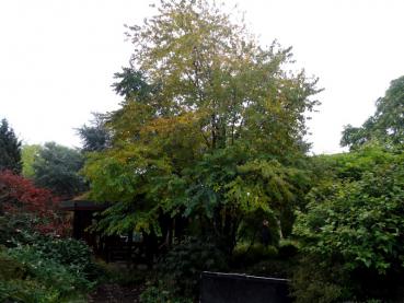 Größeres Exemplar von Cercidiphyllum japonicum