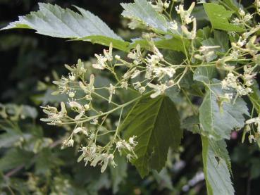 Acer ginnala - Feuerahorn