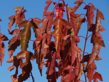 Feuerahorn im roten Herbstkleid