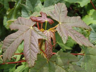 Acer heldreichii - Griechischer Ahorn