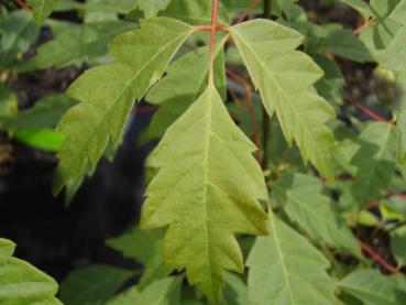 Acer henryi - Henrys Ahorn