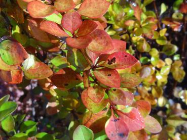 Berberis thunbergii Maria mit Herbstfärbung