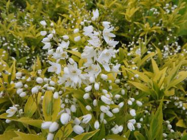 Deutzia gracilis Aurea - beginnende weiße Blüte
