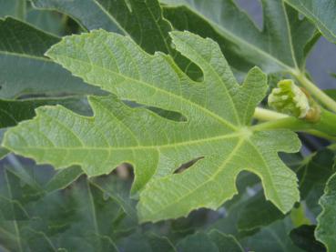 Schönes Blatt von Ficus carica Brunswick