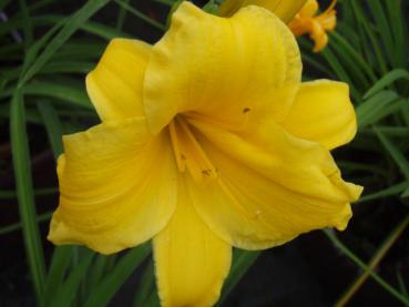 .Hemerocallis Stella de Oro - Taglilie Stella de Oro