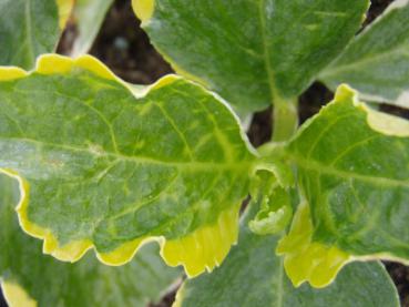 Hydrangea macrophylla Pirates Gold® - Bauernhortensie Pirates Gold®