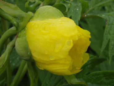 Paeonia lutea - Gold-Pfingstrose