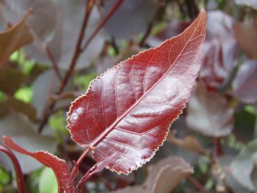 Populus deltoides Purple Tower - Purpur-Pappel Purples Tower