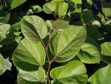 Judasbaum Don Egolf - Cercis chinensis Don Egolf