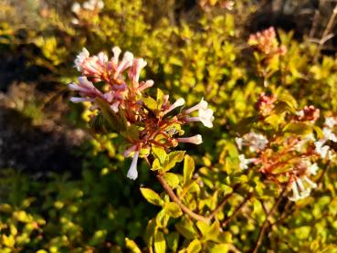 Zwerg-Duftschneeball - Viburnum farreri Nanum