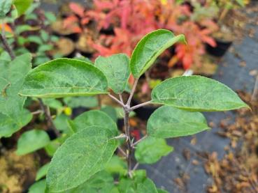 Asiatischer Wildapfel - Malus sieversii